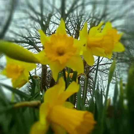 Дом отдыха Sunnyside-cottage