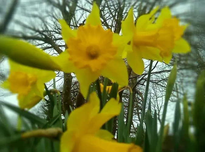 Dom wakacyjny Sunnyside-cottage